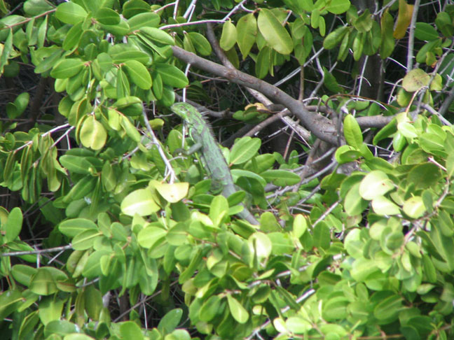 Iguana2